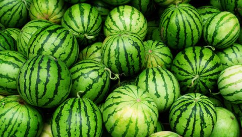 Обои зеленые, арбуз, плоды, арбузы, грин, green, watermelon, fruit, watermelons разрешение 2560x1600 Загрузить