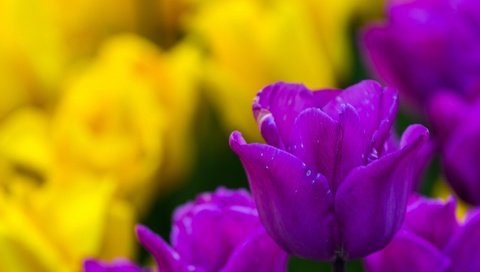 Обои цветы, природа, бутоны, тюльпаны, flowers, nature, buds, tulips разрешение 2048x1365 Загрузить