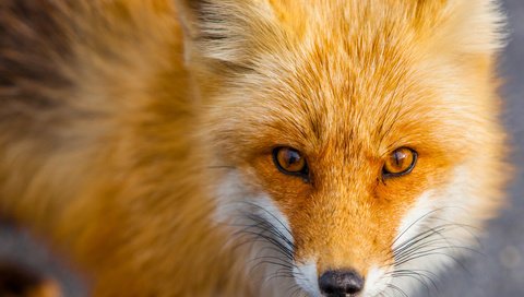 Обои мордочка, взгляд, рыжая, лиса, хищник, лисица, животное, muzzle, look, red, fox, predator, animal разрешение 5056x3671 Загрузить