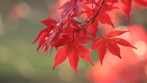 Обои листья, осень, красный, клен, leaves, autumn, red, maple разрешение 3648x2432 Загрузить