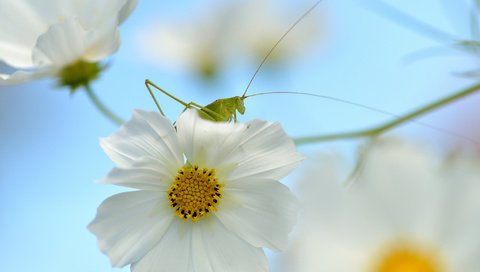 Обои природа, насекомое, цветок, кузнечик, nature, insect, flower, grasshopper разрешение 2048x1365 Загрузить