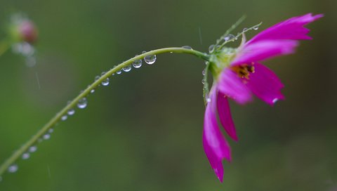 Обои цветок, роса, капли, лепестки, стебель, flower, rosa, drops, petals, stem разрешение 1920x1080 Загрузить