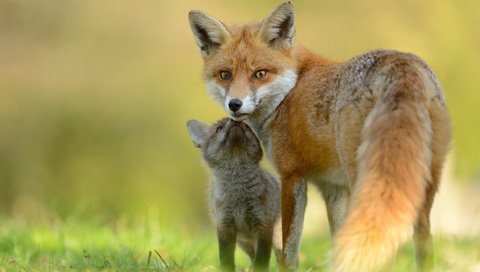 Обои лиса, лисица, мама, малыш, лисенок, fox, mom, baby разрешение 2048x1367 Загрузить