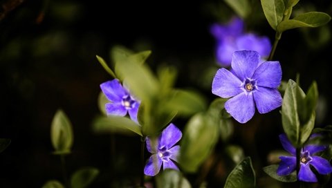 Обои макро, фиолетовый, барвинок, macro, purple, periwinkle разрешение 2048x1367 Загрузить