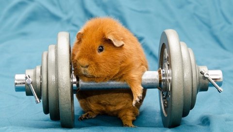 Обои креатив, хомяк, гантели, creative, hamster, dumbbells разрешение 2560x1600 Загрузить