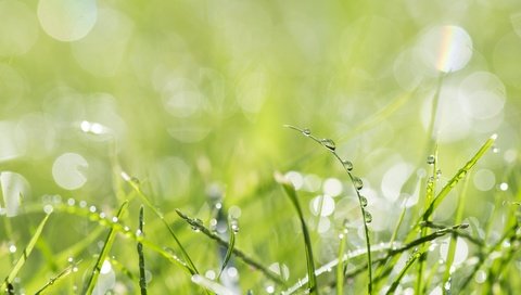 Обои трава, природа, макро, роса, капли, зеленая, капельки росы, grass, nature, macro, rosa, drops, green, drops of dew разрешение 3000x2000 Загрузить