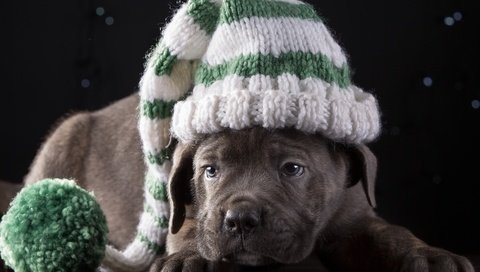 Обои щенок, шапка, порода, кане-корсо, милый, puppy, hat, breed, cane corso, cute разрешение 3500x2360 Загрузить