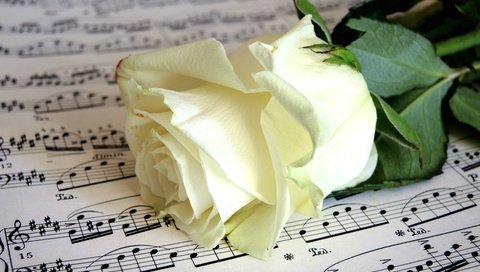 Обои цветок, ноты, роза, бутон, белая, flower, notes, rose, bud, white разрешение 2400x1609 Загрузить
