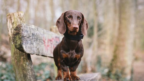 Обои мордочка, взгляд, собака, скамейка, такса, лапки, muzzle, look, dog, bench, dachshund, legs разрешение 2048x1365 Загрузить