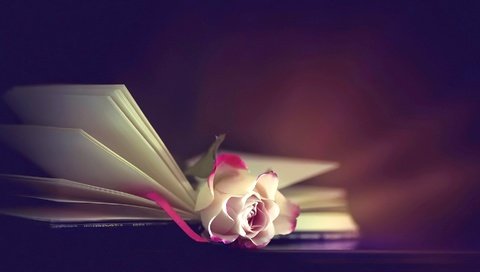 Обои фон, цветок, роза, книга, background, flower, rose, book разрешение 1920x1282 Загрузить