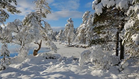 Обои деревья, снег, зима, норвегия, норвегии, nordset, hedmark fylke, trees, snow, winter, norway разрешение 4000x2682 Загрузить