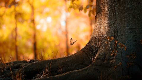 Обои дерево, листья, насекомое, осень, бабочка, корни, tree, leaves, insect, autumn, butterfly, roots разрешение 1920x1200 Загрузить