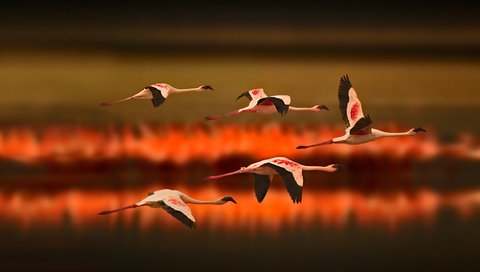 Обои озеро, полет, фламинго, птицы, lake, flight, flamingo, birds разрешение 1920x1080 Загрузить