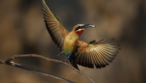 Обои ветка, насекомое, крылья, птица, клюв, щурка, пчелоед, колюв, branch, insect, wings, bird, beak, schurka, peeled, colum разрешение 1920x1280 Загрузить