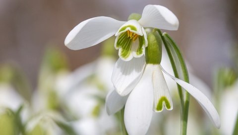 Обои цветы, макро, лепестки, весна, подснежники, flowers, macro, petals, spring, snowdrops разрешение 5407x3605 Загрузить