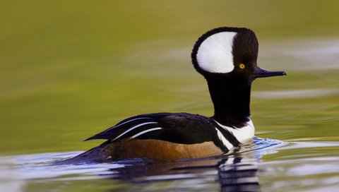 Обои птица, сша, южная каролина, хохлатый крохаль, bird, usa, south carolina, crested merganser разрешение 1920x1080 Загрузить