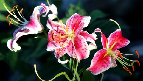 Обои цветы, макро, лилия, flowers, macro, lily разрешение 4796x2960 Загрузить