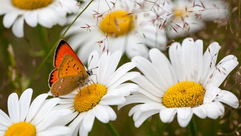 Обои цветы, насекомое, бабочка, ромашки, flowers, insect, butterfly, chamomile разрешение 3000x2000 Загрузить