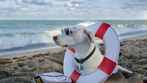 Обои море, пляж, очки, собака, солнечные очки, дог, спасательный круг, sea, beach, glasses, dog, sunglasses, lifeline разрешение 1920x1200 Загрузить