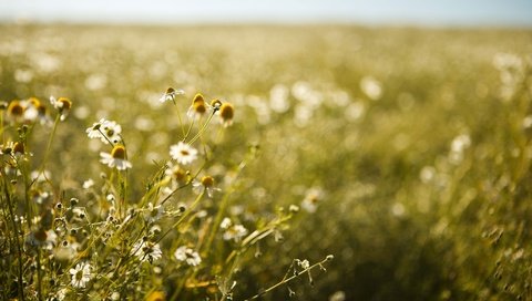 Обои природа, фон, поле, ромашки, полевые цветы, nature, background, field, chamomile, wildflowers разрешение 3840x2560 Загрузить