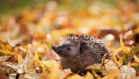 Обои морда, природа, листья, осень, ежик, иголки, еж, face, nature, leaves, autumn, hedgehog, needles разрешение 2048x1254 Загрузить