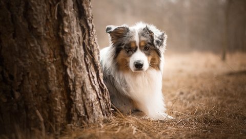 Обои глаза, природа, фон, взгляд, собака, австралийская овчарка, eyes, nature, background, look, dog, australian shepherd разрешение 1968x1226 Загрузить