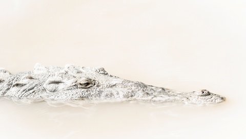 Обои глаза, крокодил, голова, рептилия, eyes, crocodile, head, reptile разрешение 2048x1367 Загрузить