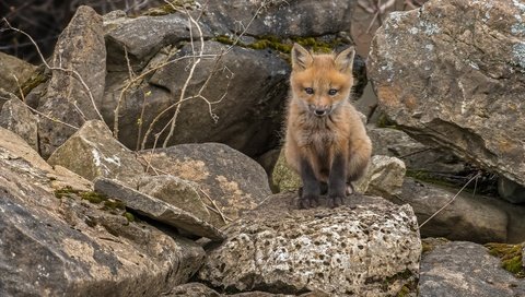 Обои природа, камни, лиса, лисица, животное, лисенок, nature, stones, fox, animal разрешение 2097x1100 Загрузить