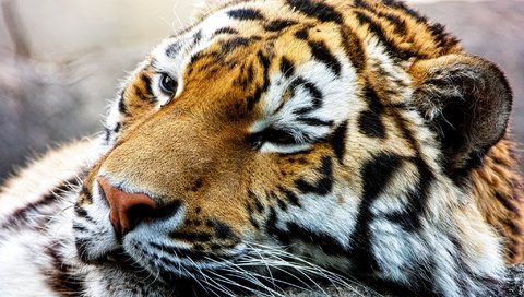 Обои тигр, хищник, большая кошка, спящий, тигр.животные, tiger, predator, big cat, sleep, tiger.animals разрешение 2048x1365 Загрузить