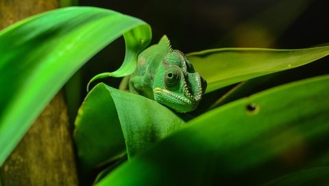 Обои зелёный, листва, ящерица, окрас, хамелеон, рептилия, маскировка, пресмыкающееся, green, foliage, lizard, color, chameleon, reptile, disguise разрешение 1920x1280 Загрузить