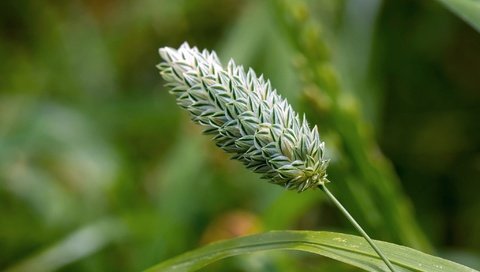 Обои трава, макро, размытость, стебель, колосок, боке, grass, macro, blur, stem, spike, bokeh разрешение 2048x1365 Загрузить