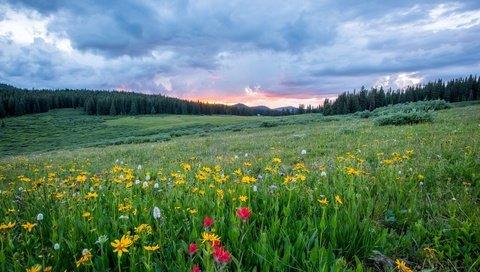 Обои небо, цветы, трава, облака, лес, поле, полевые цветы, the sky, flowers, grass, clouds, forest, field, wildflowers разрешение 5745x3830 Загрузить