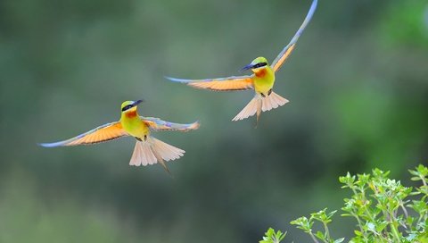 Обои полет, крылья, птицы, пчелоед, золотистая щурка, flight, wings, birds, peeled, european bee-eater разрешение 2048x1363 Загрузить