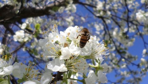 Обои цветение, пчела, слива, апрель, flowering, bee, drain, april разрешение 2560x1600 Загрузить