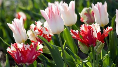 Обои цветы, весна, тюльпаны, flowers, spring, tulips разрешение 1920x1280 Загрузить