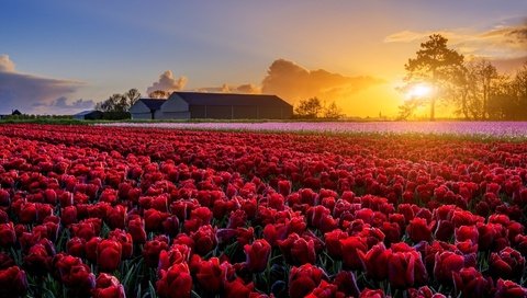 Обои цветы, поле, маки, весна, ферма, голландия, tomas morkes, flowers, field, maki, spring, farm, holland разрешение 1920x1281 Загрузить