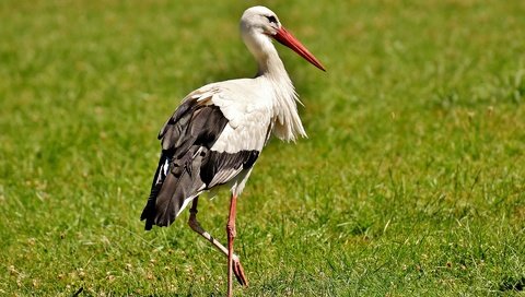 Обои трава, птица, клюв, перья, аист, белый аист, grass, bird, beak, feathers, stork разрешение 1920x1204 Загрузить