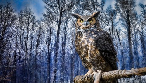 Обои сова, зима, птица, виргинский филин, рогатая, хищная птица, owl, winter, bird, virgin filin, horny, bird of prey разрешение 1920x1200 Загрузить