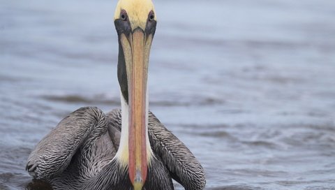 Обои вода, птица, клюв, пеликан, water, bird, beak, pelican разрешение 1920x1282 Загрузить