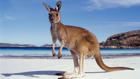 Обои песок, пляж, кенгуру, sand, beach, kangaroo разрешение 1920x1080 Загрузить
