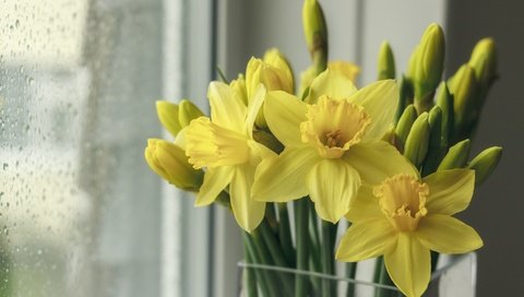 Обои цветы, капли, весна, букет, окно, стекло, нарциссы, flowers, drops, spring, bouquet, window, glass, daffodils разрешение 2880x1800 Загрузить