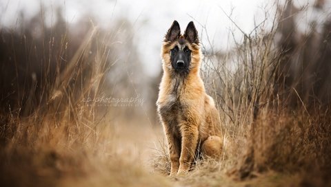 Обои собака, щенок, овчарка, малинуа, бельгийская овчарка, dog, puppy, shepherd, malinois, belgian shepherd разрешение 1920x1200 Загрузить