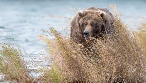 Обои вода, медведь, заросли, бурый медведь, water, bear, thickets, brown bear разрешение 2048x1294 Загрузить