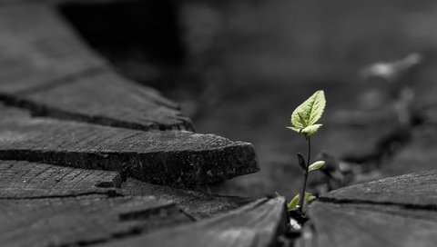 Обои природа, листья, макро, растение, росток, пень, nature, leaves, macro, plant, rostock, stump разрешение 1920x1080 Загрузить