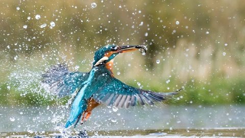 Обои вода, брызги, птица, рыбка, зимородок, water, squirt, bird, fish, kingfisher разрешение 2560x1600 Загрузить