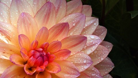 Обои цветок, капли, лепестки, георгин, flower, drops, petals, dahlia разрешение 2400x1537 Загрузить