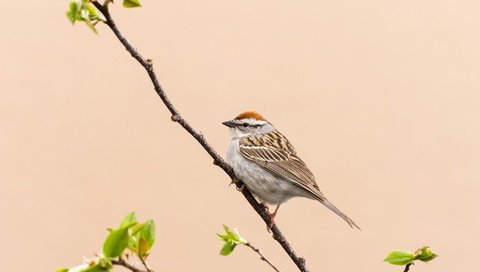 Обои ветка, природа, птица, клюв, воробей, перья, хвост, branch, nature, bird, beak, sparrow, feathers, tail разрешение 2048x1302 Загрузить