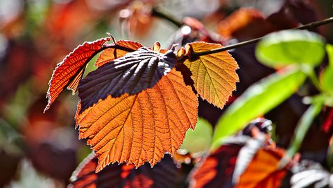 Обои ветка, листья, макро, осень, branch, leaves, macro, autumn разрешение 2880x1800 Загрузить