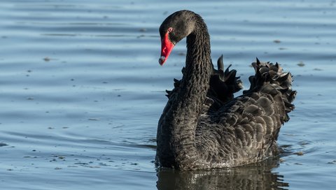 Обои вода, птица, клюв, перья, лебедь, черный лебедь, water, bird, beak, feathers, swan, black swan разрешение 2880x1800 Загрузить