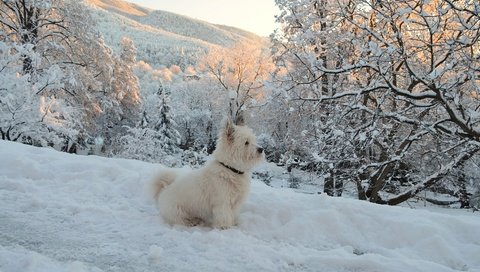 Обои деревья, собачка, вест-хайленд-уайт-терьер, снег, зима, мордочка, ветки, взгляд, собака, щенок, trees, the west highland white terrier, snow, winter, muzzle, branches, look, dog, puppy разрешение 2963x1869 Загрузить